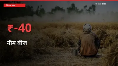 तेज़ गिरावट! मंडी में नीम बीज के दाम 39.93% लुढ़के