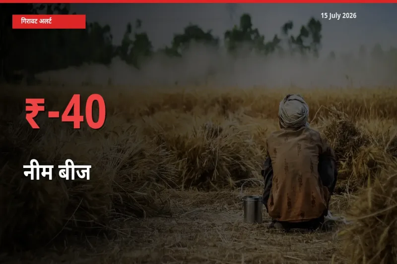 तेज़ गिरावट! मंडी में नीम बीज के दाम 39.93% लुढ़के