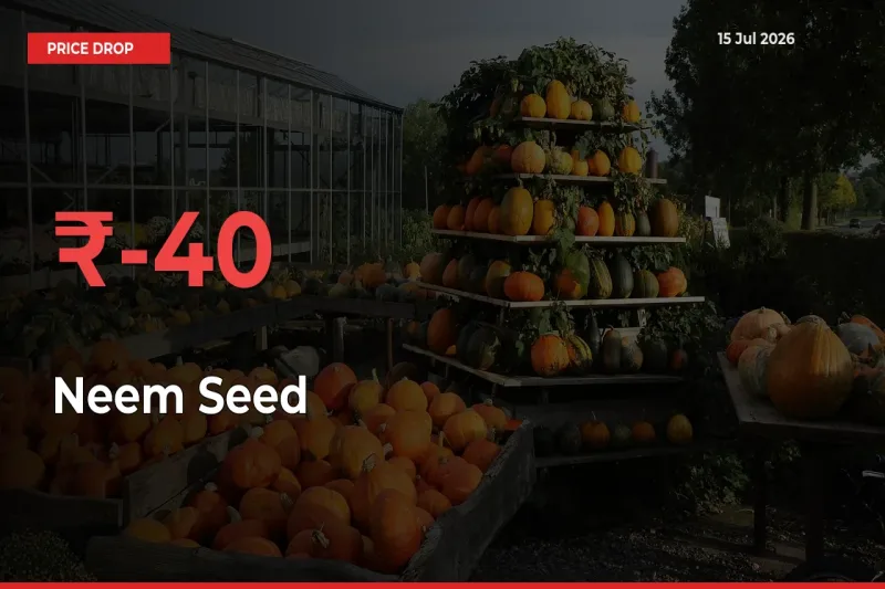 39.93% Drop in Neem Seed Prices – Mandi Sees Sudden Fall