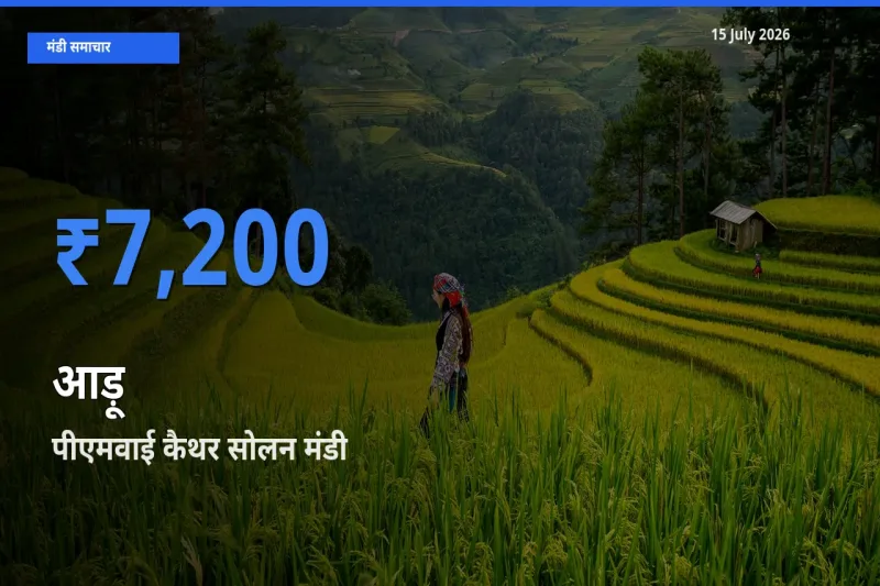 आज आड़ू के सबसे ज़्यादा दाम पीएमवाई कैथर सोलन मंडी में दर्ज