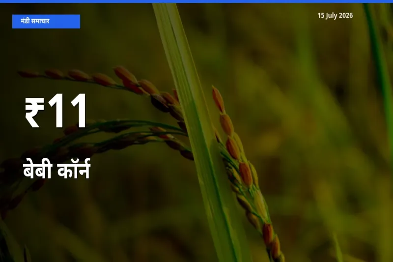 15 July अपडेट: बेबी कॉर्न के दाम कई मंडियों में एक जैसा रुझान