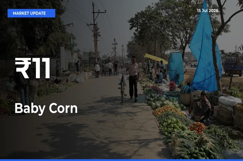 Baby Corn Trend Strengthens Across Major Mandis