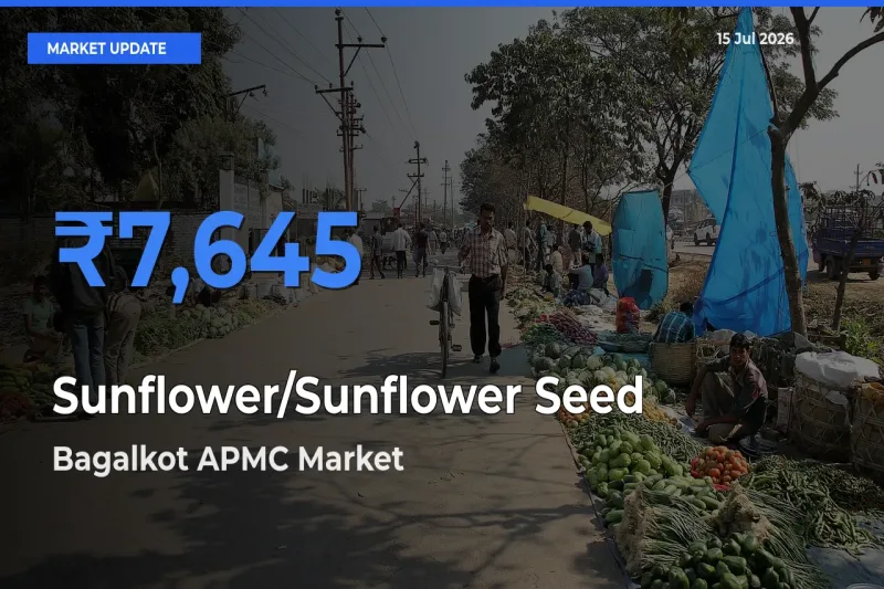 Bagalkot APMC Leads as Top Mandi for Sunflower/Sunflower Seed Prices