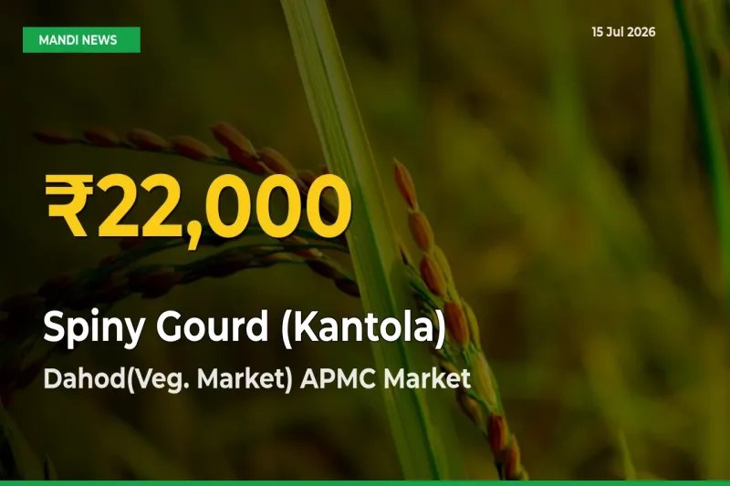 Fresh Record! Spiny Gourd (Kantola) Price Climbs to New High in Dahod(Veg. Market) APMC