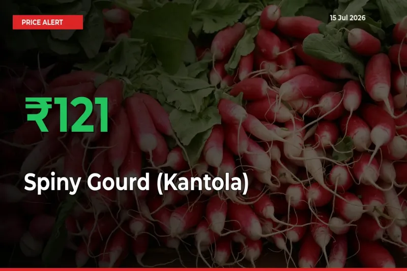 Spiny Gourd (Kantola) Rises 121.26% at Mandis