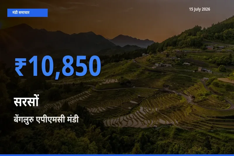 आज सरसों के सबसे ज़्यादा दाम बेंगलुरु एपीएमसी मंडी में दर्ज