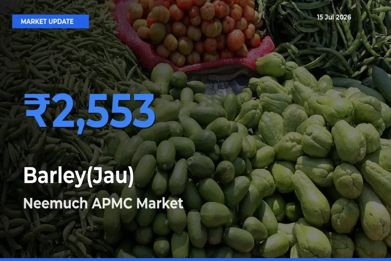 Top Performer! Neemuch APMC Offers Best Barley(Jau) Price Today