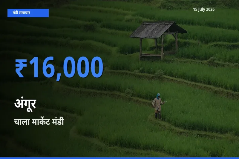चाला मार्केट में अंगूर का आज सबसे ऊँचा भाव