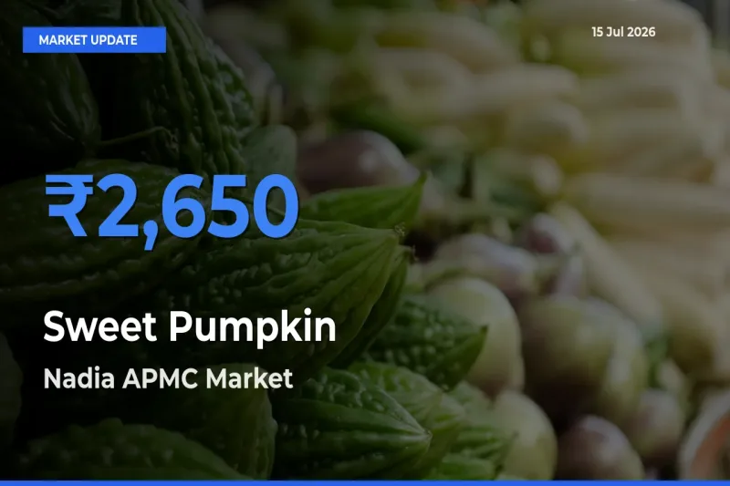 Market Watch: Nadia APMC Becomes Top Mandi for Sweet Pumpkin