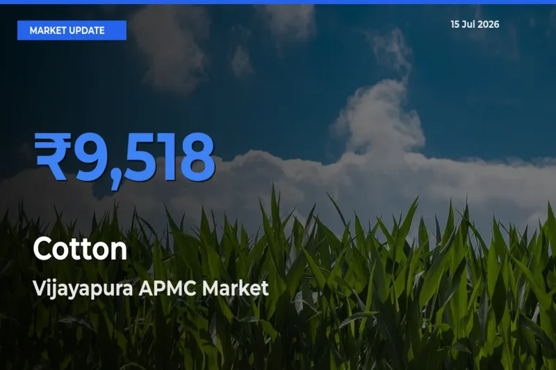 Vijayapura APMC Tops Cotton Mandi Rates Today