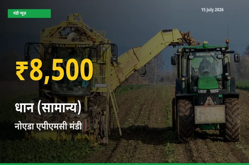 धान (सामान्य) के दामों ने बनाया नया रिकॉर्ड, नोएडा एपीएमसी में तेज़ी