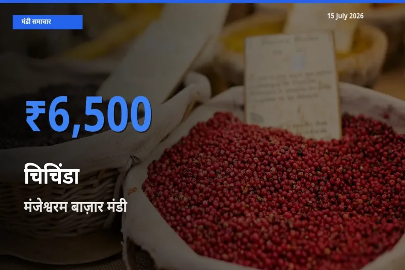 बाज़ार संकेत: मंजेश्वरम बाज़ार बना चिचिंडा के लिए आज की टॉप मंडी