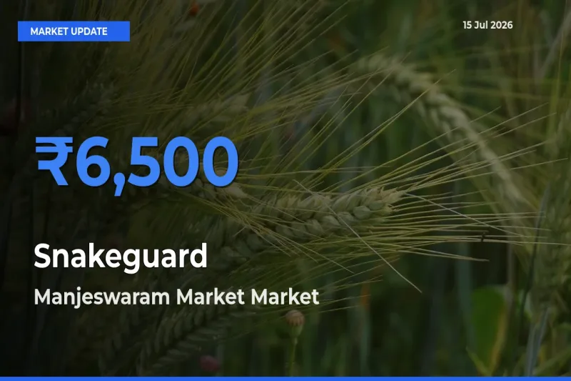 Snakeguard Mandi Rate Today: Manjeswaram Market Tops the List