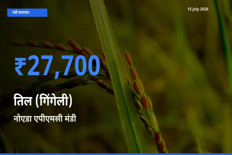 किसानों की पसंद बना नोएडा एपीएमसी, तिल (गिंगेली) के सबसे अच्छे दाम