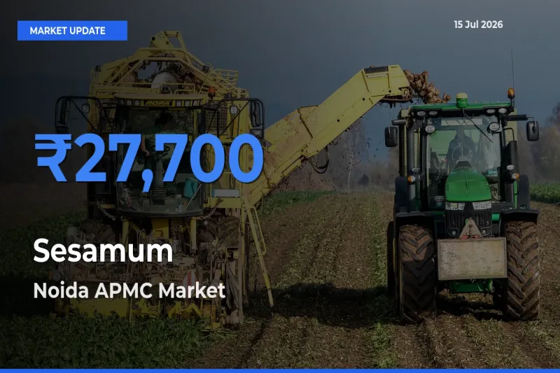 Noida APMC Tops Sesamum Rates – July 15 Market Update