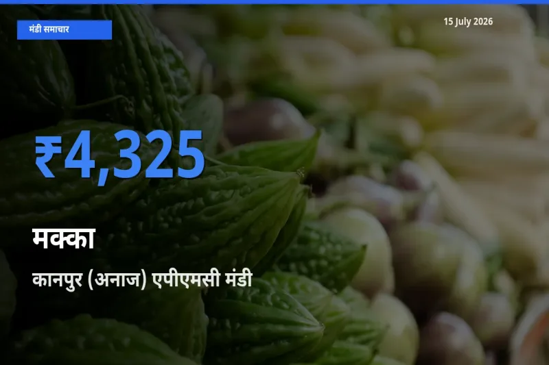 आज मक्का के सबसे ऊँचे दाम ₹4,325 कानपुर (अनाज) एपीएमसी मंडी में