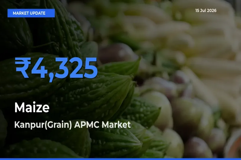 Maize Mandi Rate Today: Kanpur(Grain) APMC Tops the List