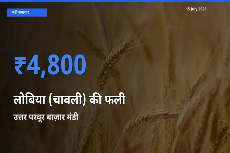 टॉप मंडी बना उत्तर परवूर बाज़ार! लोबिया (चावली) की फली के सबसे ऊँचे दाम यहीं दर्ज