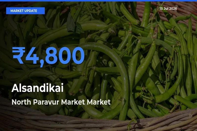 Farmers Prefer North Paravur Market as Alsandikai Hits Highest Rate