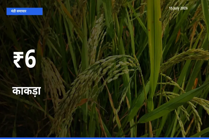 आज का मंडी ट्रेंड: काकड़ा के दाम कई बाजारों में एक साथ बदले