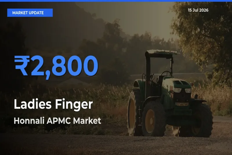 Honnali APMC Records Highest ₹2,800 Rate for Ladies Finger