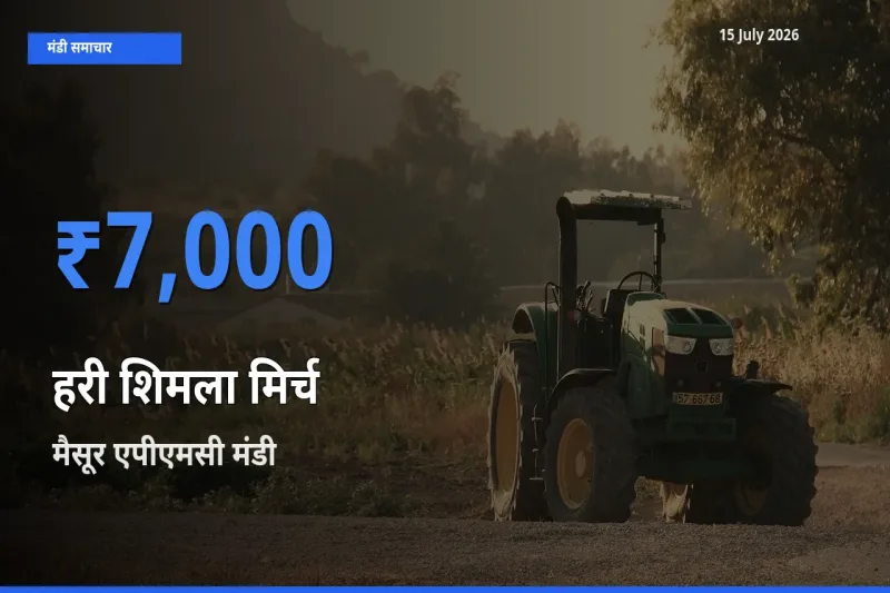 टॉप मंडी बना मैसूर एपीएमसी! हरी शिमला मिर्च के सबसे ऊँचे दाम यहीं दर्ज