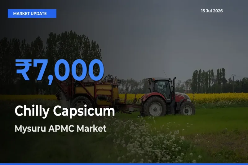 Mysuru APMC Tops Chilly Capsicum Mandi Rates Today