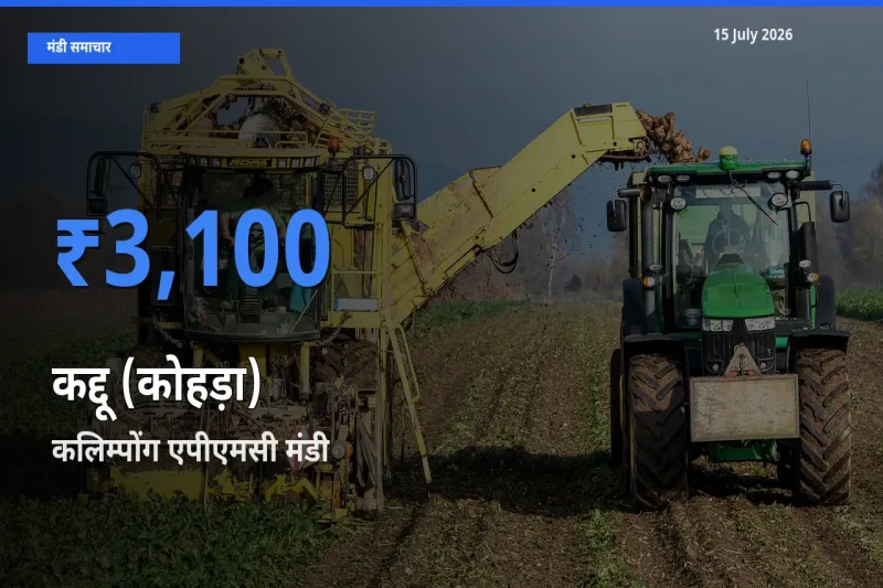 आज कद्दू (कोहड़ा) के सबसे ऊँचे दाम ₹3,100 कलिम्पोंग एपीएमसी मंडी में