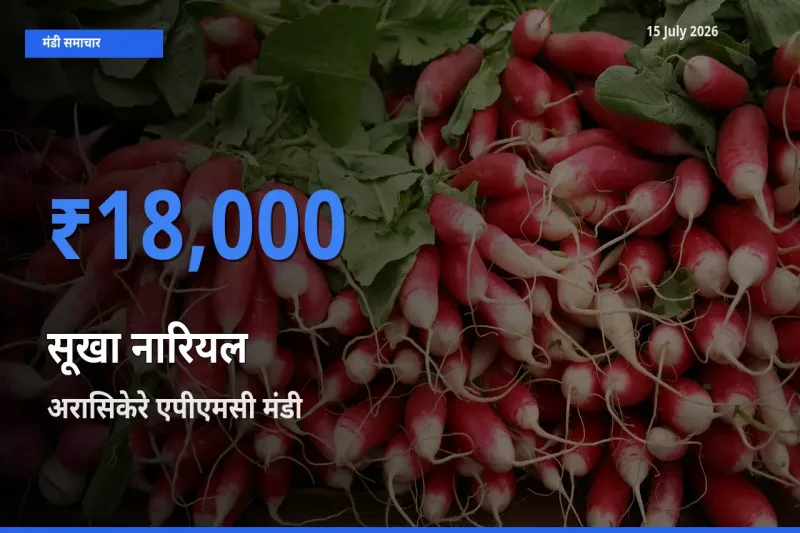 बाज़ार संकेत: अरासिकेरे एपीएमसी बना सूखा नारियल के लिए आज की टॉप मंडी