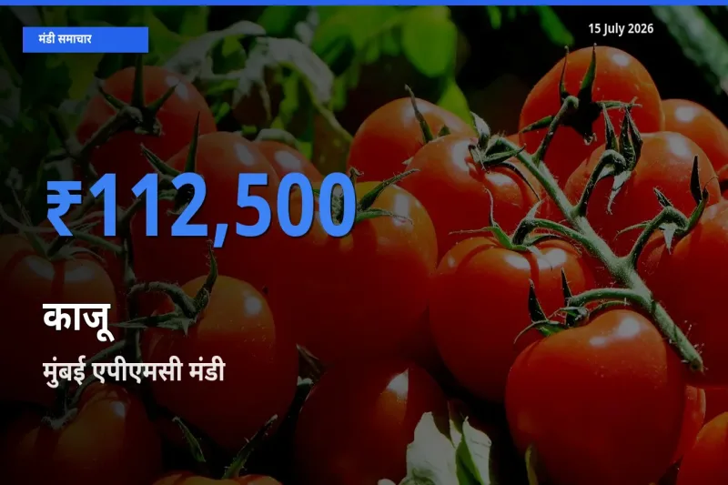 आज काजू के सबसे ज़्यादा दाम मुंबई एपीएमसी मंडी में दर्ज