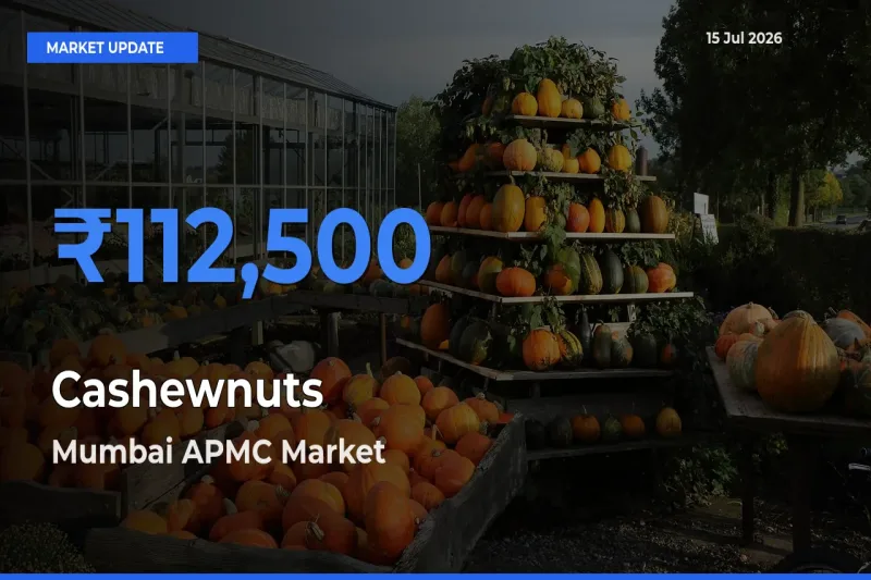 Mumbai APMC Offers ₹112,500 – Highest Cashewnuts Rate Today
