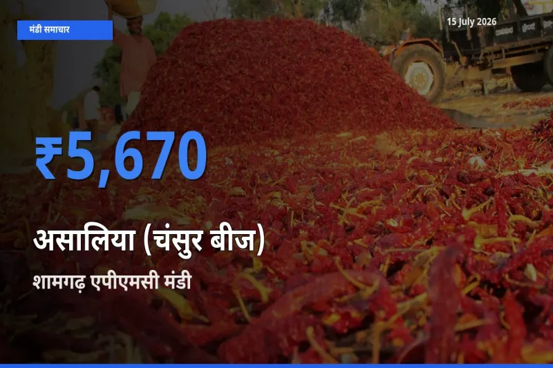 आज का मंडी भाव: असालिया (चंसुर बीज) के सबसे ज़्यादा दाम शामगढ़ एपीएमसी में