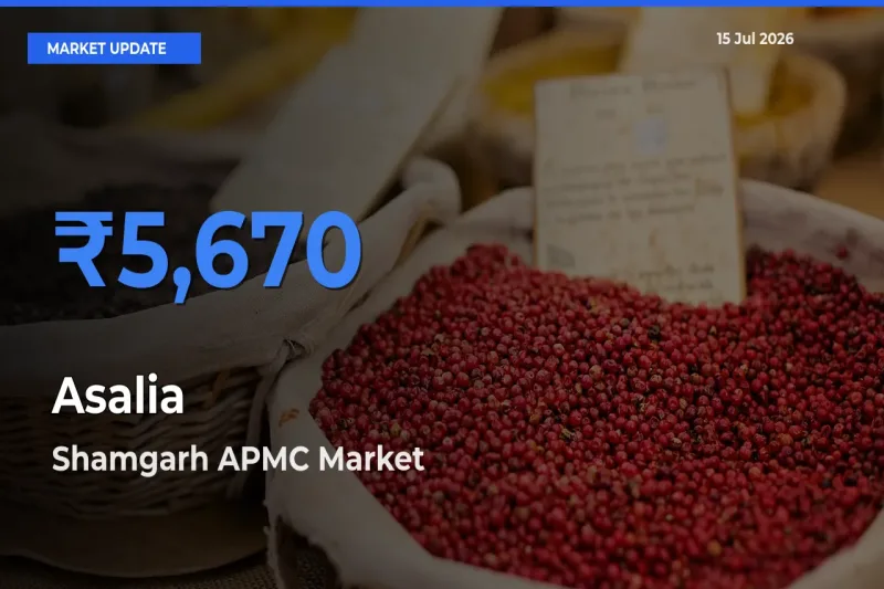Market Watch: Shamgarh APMC Becomes Top Mandi for Asalia