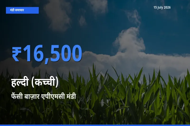 आज का मंडी भाव: हल्दी (कच्ची) के सबसे ज़्यादा दाम फैंसी बाज़ार एपीएमसी में