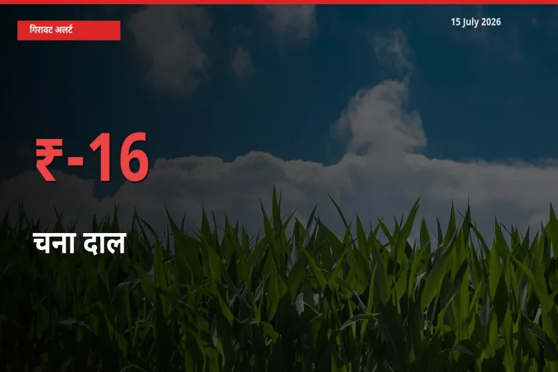 स्थानीय मंडी में चना दाल के दाम अचानक 16.05% गिरे, किसानों की चिंता बढ़ी