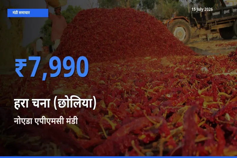 आज हरा चना (छोलिया) के सबसे ज़्यादा दाम नोएडा एपीएमसी मंडी में दर्ज
