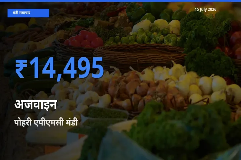 पोहरी एपीएमसी मंडी में आज अजवाइन के सबसे ऊँचे दाम दर्ज