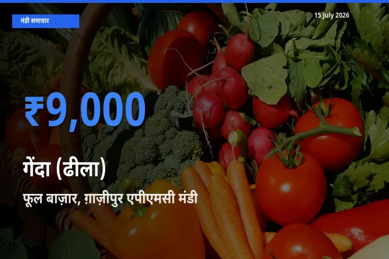 टॉप मंडी बना फूल बाज़ार, ग़ाज़ीपुर एपीएमसी! गेंदा (ढीला) के सबसे ऊँचे दाम यहीं दर्ज