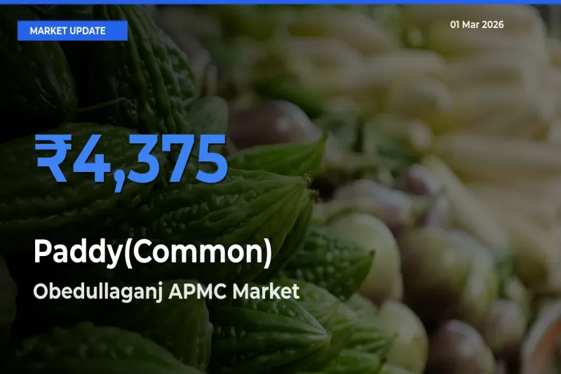 Obedullaganj APMC Tops Paddy(Common) Mandi Rates Today