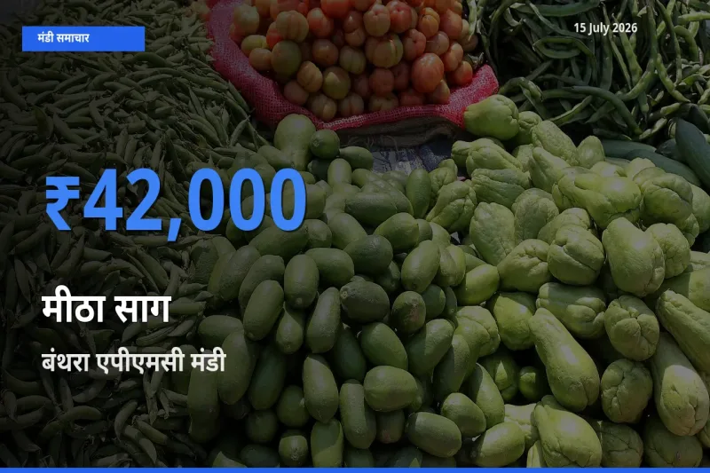 किसानों की पसंद बना बंथरा एपीएमसी, मीठा साग के सबसे अच्छे दाम