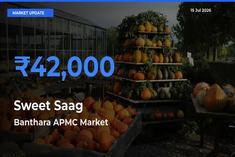 Banthara APMC Tops Sweet Saag Rates – July 15 Market Update