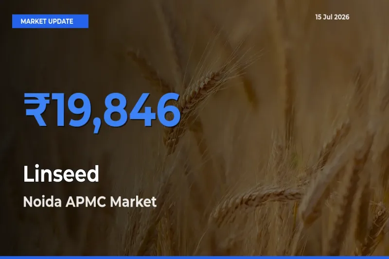 Top Performer! Noida APMC Offers Best Linseed Price Today