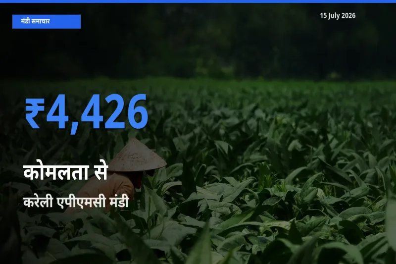 15 July अपडेट: कोमलता से के सबसे ऊँचे दाम करेली एपीएमसी मंडी में