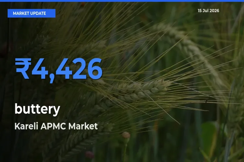 Kareli APMC Tops buttery Rates – July 15 Market Update