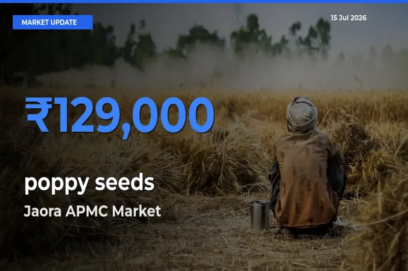 Jaora APMC Offers ₹129,000 – Highest poppy seeds Rate Today