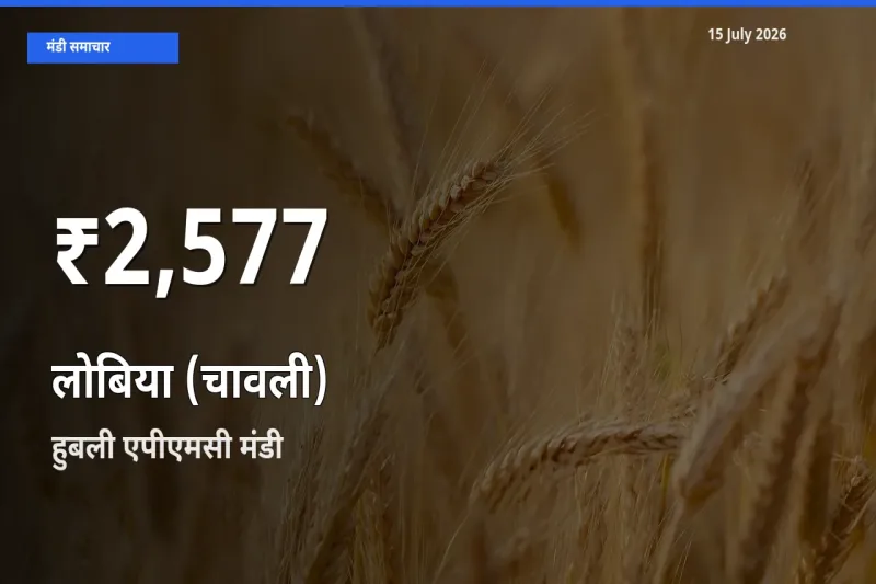 आज का मंडी भाव: हुबली एपीएमसी में लोबिया (चावली) 30 दिन के सबसे कम स्तर पर
