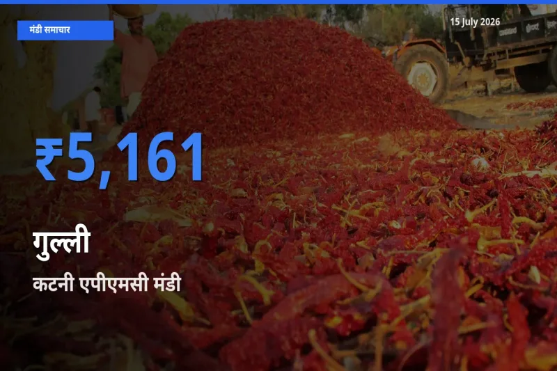 15 July अपडेट: गुल्ली के सबसे ऊँचे दाम कटनी एपीएमसी मंडी में