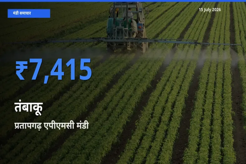 प्रतापगढ़ एपीएमसी मंडी में आज तंबाकू के सबसे ऊँचे दाम दर्ज