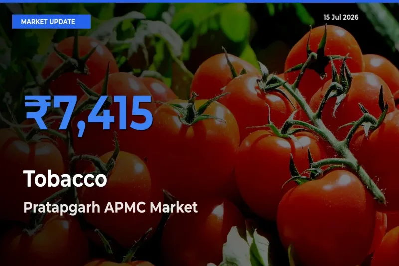 Top Performer! Pratapgarh APMC Offers Best Tobacco Price Today