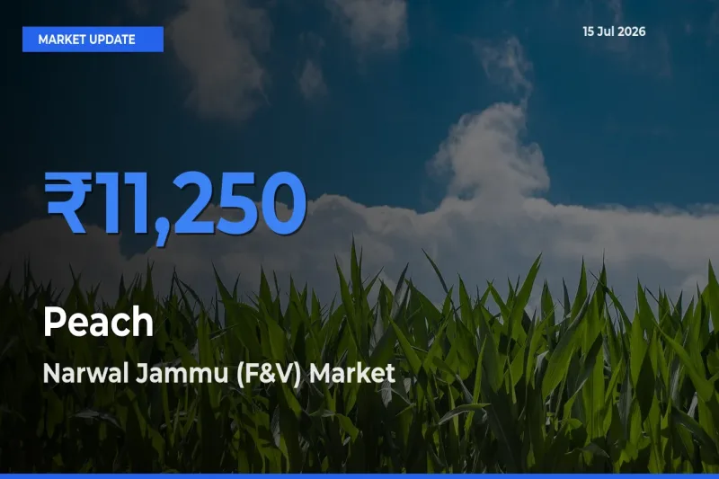 Narwal Jammu (F&V) Tops Peach Rates – July 15 Market Update